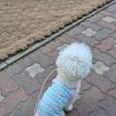 꽃보다옷봐(협) | [내돈내산] 다이소 신상 강아지옷 후기ㅣ배추의 펫모델 도전😎