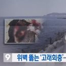 고래회충 급증, &#34;위·장벽에 달라붙어 구충제로도 치료불가&#34;…증상은? 이미지