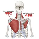 짐보스 | 등운동 제대로 배운 날! 매교역 PT 팀보스짐 후기