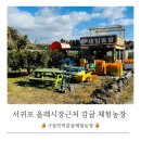 오색귤민박체험농장 | 서귀포 올레시장 근처 감귤 체험농장 10개 3,000원