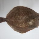 황금어장 이미지