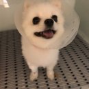 압구정 동물의료센터 이미지