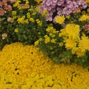 대전유성국화축제 이미지