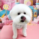 멍뭉펫살롱 이미지