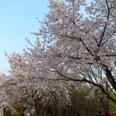 인천대공원 내 정문 호수정원 맞은편 | 인천대공원 인천 벚꽃 명소 나들이 주차장