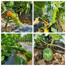 건영농장 이미지