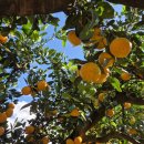 녹산2농장 이미지