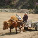 워낭소리 이미지