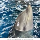 [핫핑크돌핀스의 해양동물 이야기 22] 수족관에서 태어난 돌고래 '고장수'의 미래는 과연? 이미지