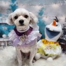 뽀송이네 펫살롱 이미지