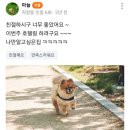 가히애견 이미지