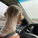 둘리애견 둔포점 이미지