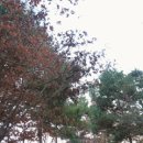 [숲길 걷기여행] 응봉근린공원과 남산산책로 이미지