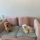 봄,강아지 Salon 이미지