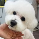 화사하개 이미지