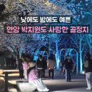 골정지 | 충남 당진 벚꽃명소 골정지 실시간 개화상황 야경 포토스팟