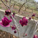 영자농장 이미지