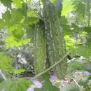 여주-0051 이미지