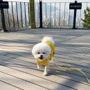 러브마이펫동물병원 네이버블로그