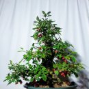 한솔농원 이미지