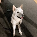 삼삼오식당 이미지