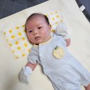 왈가왈부애견 이미지