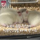 학분 | [KU] 고려대학교 신경 관련 연구실 학부연구생 후기 (‘26 겨울)