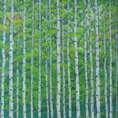 원대리 자작나무숲 이미지