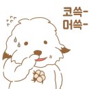 꼬똥켄넬 이미지