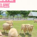 포니랜드 이미지