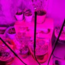 필립스(장미) 이미지