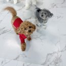 한강펫케어센터 이미지