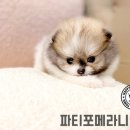파티포메라니안분양 굿캐스팅!