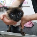 땡큐멍냥 이미지