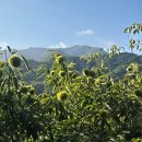 8.23(토) 출석부 밤나무방제하세요 이미지