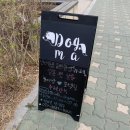 신촌애견미용실 이미지