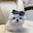 캉캉켄넬 이미지