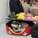 이루리 | 동탄 병점 화성 오산 수원 서동탄 원데이클래스 공방 [내돈내산 글라스아트] 후기 / 이루리