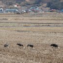 군산시청 나포면