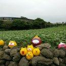 해바라기농장 이미지