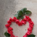 늘푸른집 이미지