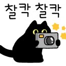 댕댕이뽀샵 이미지