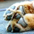 개발바닥 이미지