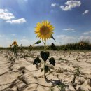 해바라기 이미지