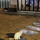 제주 스테이한강 이미지