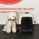 어니스트독(HONEST DOG) 이미지