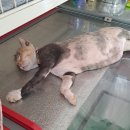 산오징어전어 이미지