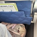 씨유 포항해도점 | 제주 반려동물 동반 여행 일정 명소 카페 식당 제주애견동반여행 경비