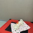 똥꼬 발랄 펫샵 이미지