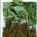 삼주농장 이미지